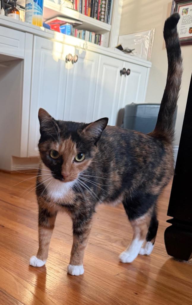 Marceline (Marci), Adoptable, Young Female Domestic Short Hair.