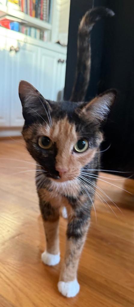 Enlarge Marceline (Marci), a Adoptable mixed breed in Evans, GA image 2/6