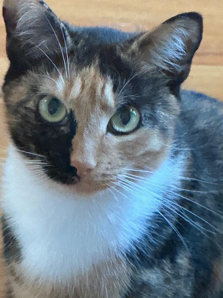 Enlarge Marceline (Marci), a Adoptable mixed breed in Evans, GA image 6/6