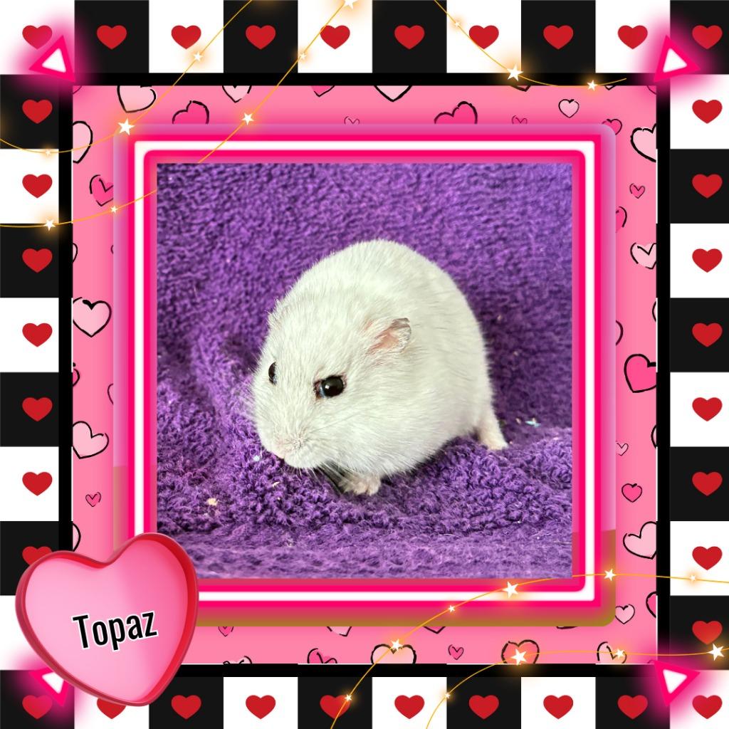 Topaz, Adoptable, Young Male Hamster.