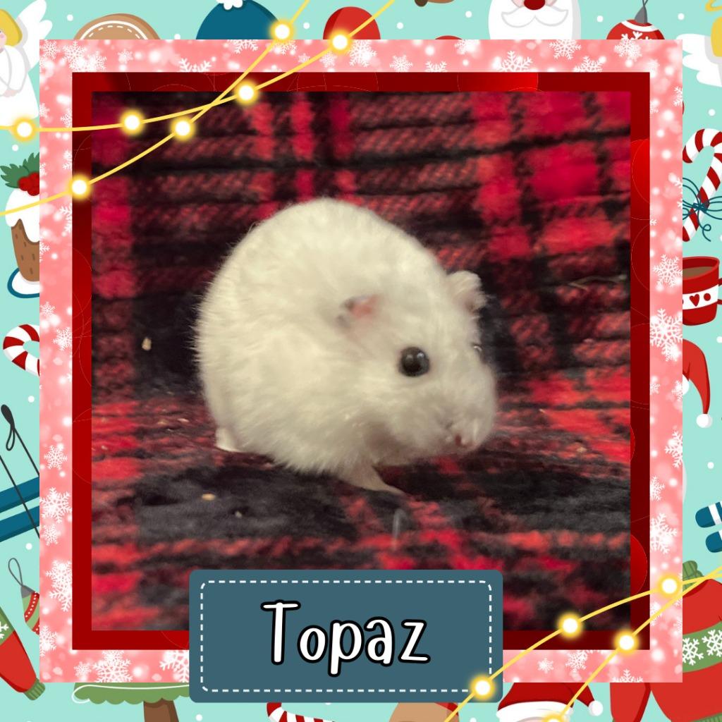 Topaz, a Adoptable Hamster in Elizabethtown, KY image 2/6