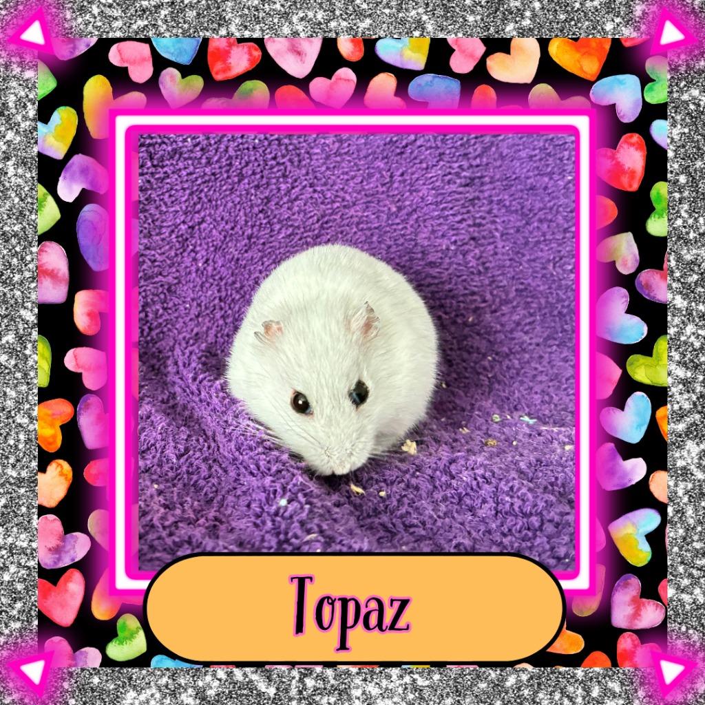 Topaz, a Adoptable Hamster in Elizabethtown, KY image 3/6