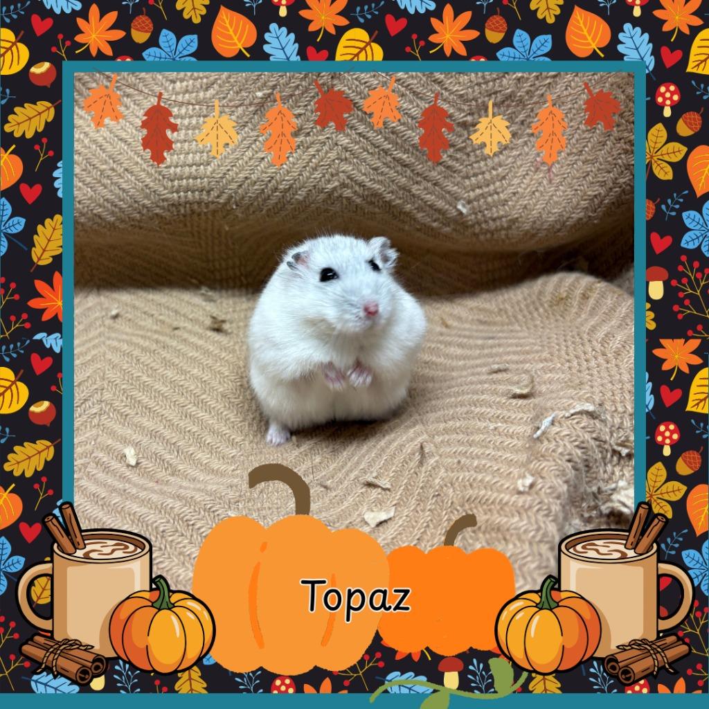 Topaz, a Adoptable Hamster in Elizabethtown, KY image 4/6