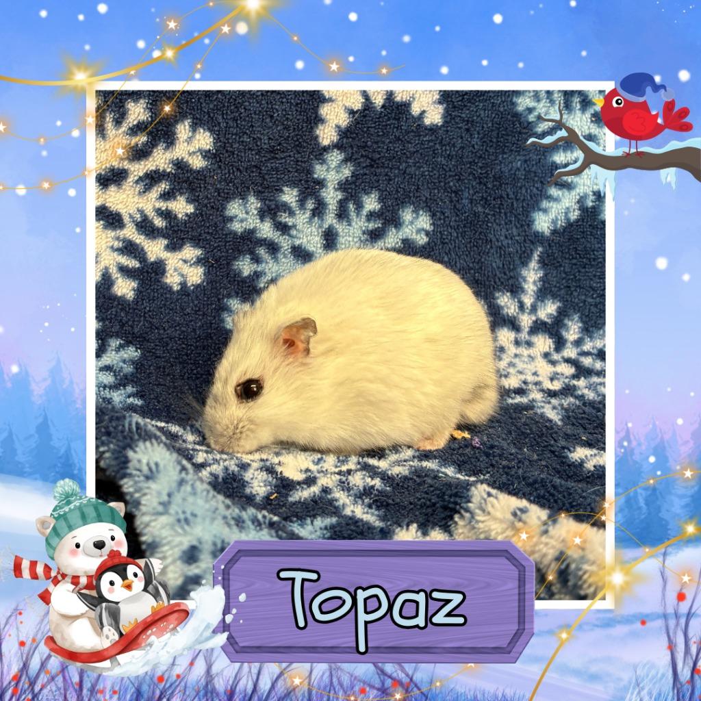 Topaz, a Adoptable Hamster in Elizabethtown, KY image 5/6