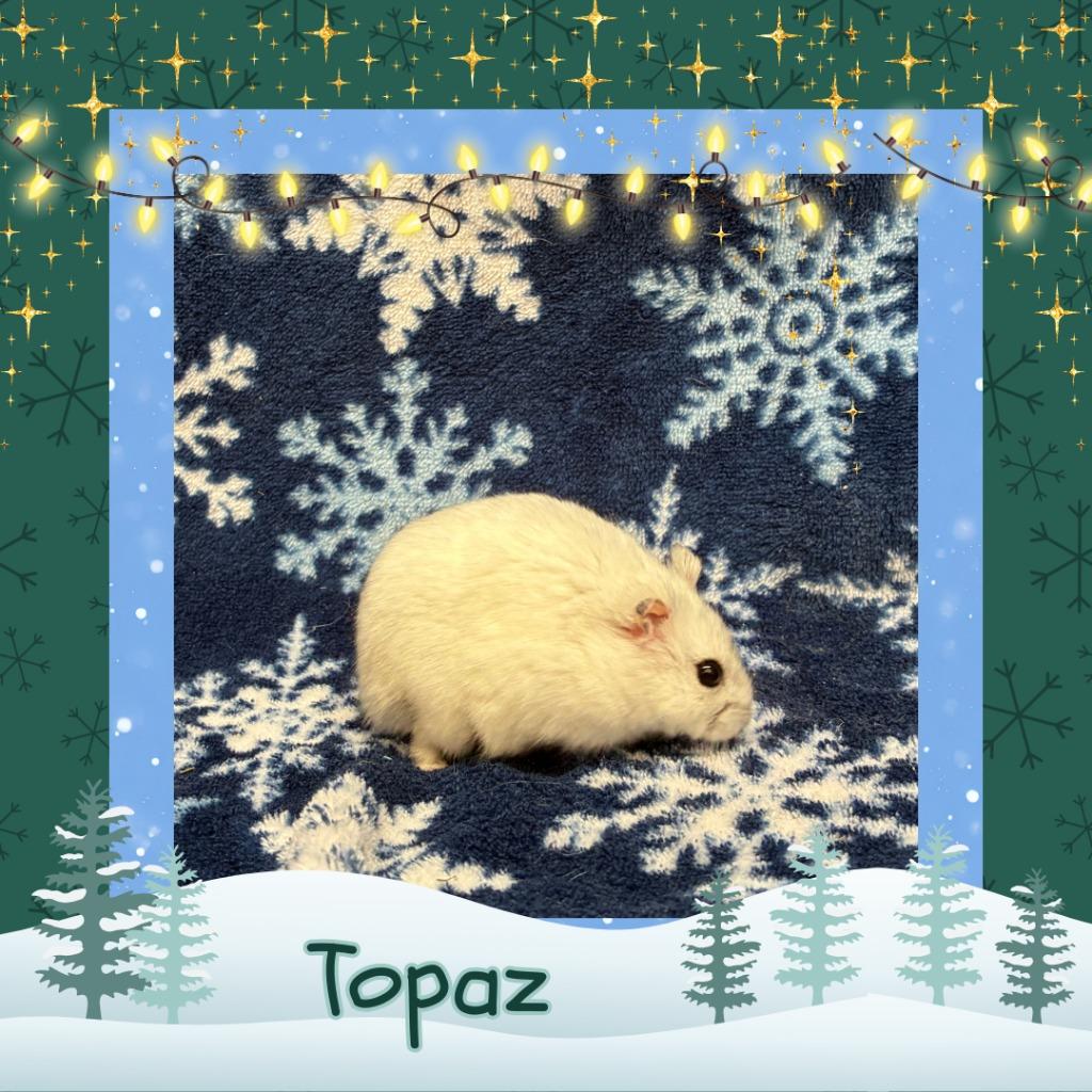 Topaz, a Adoptable Hamster in Elizabethtown, KY image 6/6