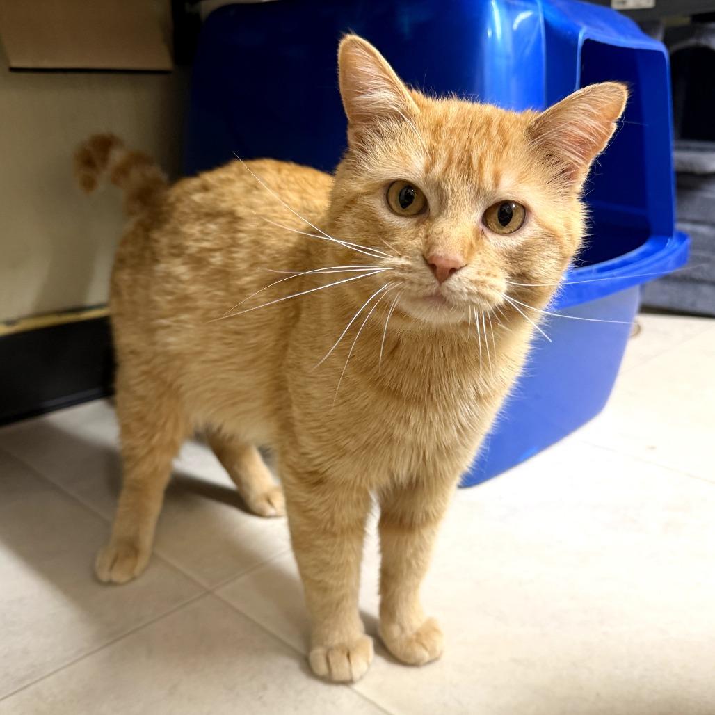 Lasagna, Adoptable, Adult Male Domestic Medium Hair.