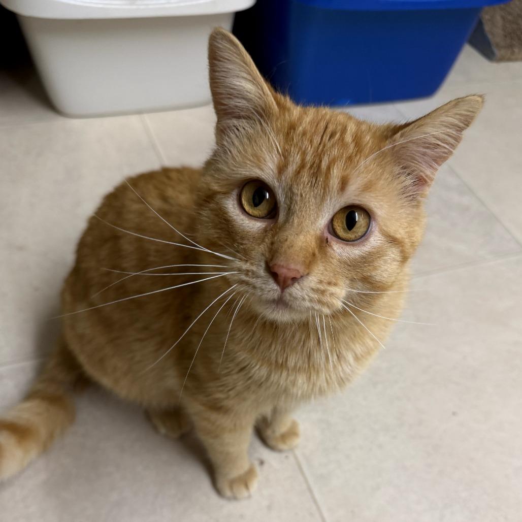 Lasagna, a Adoptable Domestic Medium Hair in Pontiac, IL image 2/3