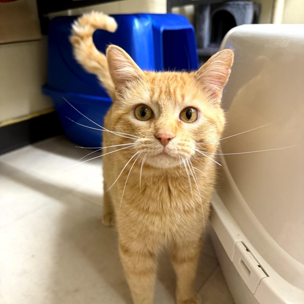 Lasagna, a Adoptable Domestic Medium Hair in Pontiac, IL image 3/3