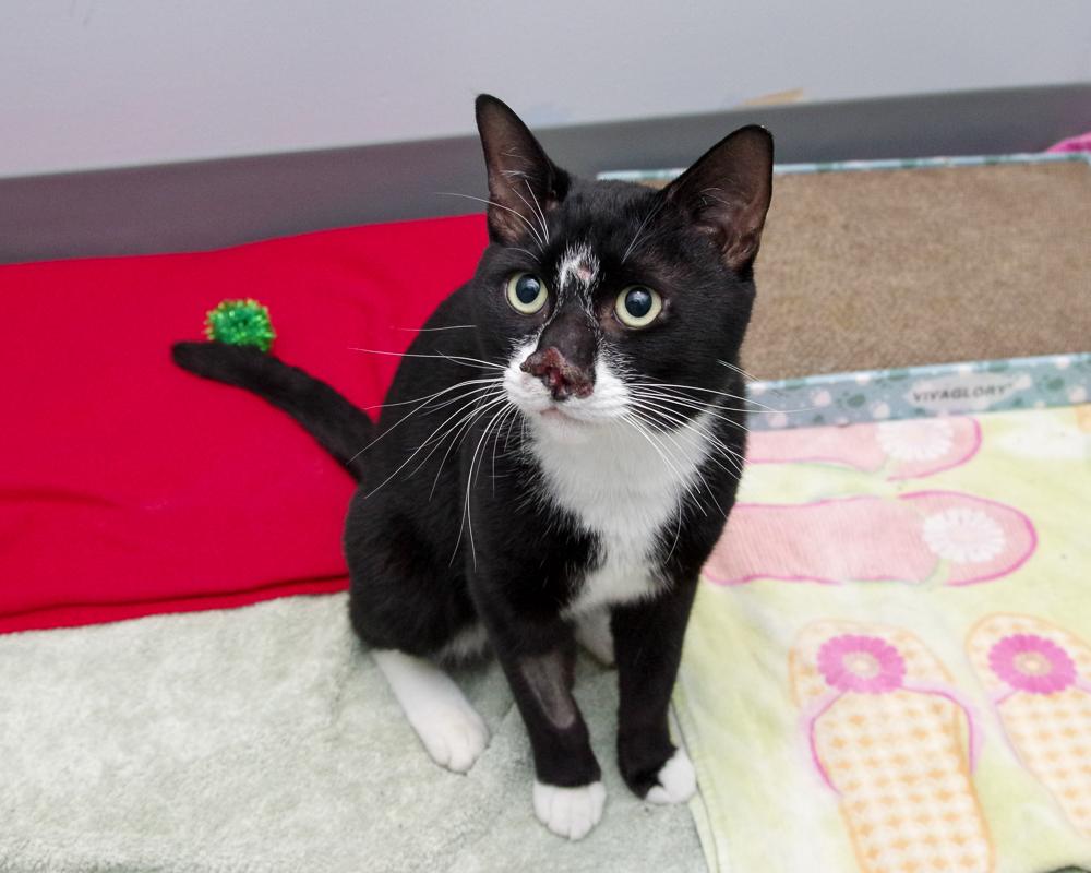 Enlarge Harley, a Adoptable Domestic Short Hair in Scituate, MA image 2/6