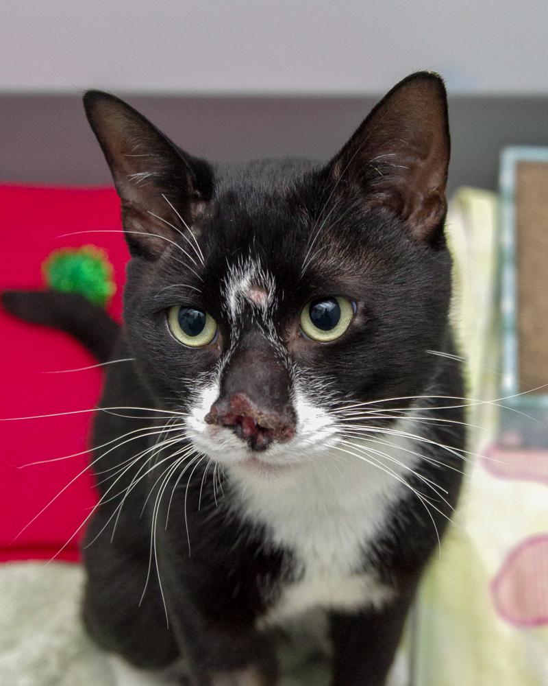 Enlarge Harley, a Adoptable Domestic Short Hair in Scituate, MA image 3/6