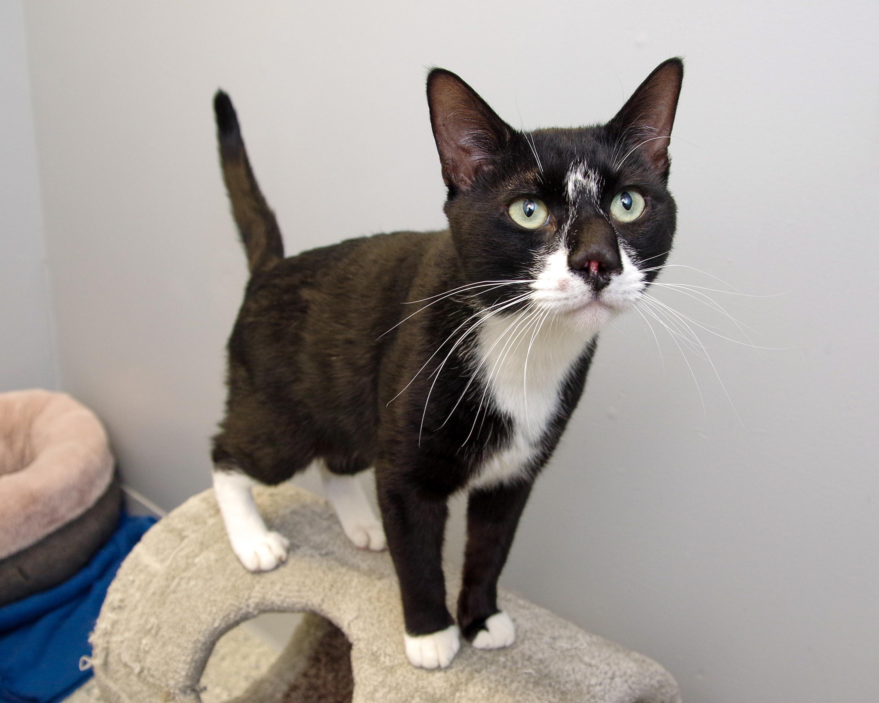 Enlarge Harley, a Adoptable Domestic Short Hair in Scituate, MA image 1/6