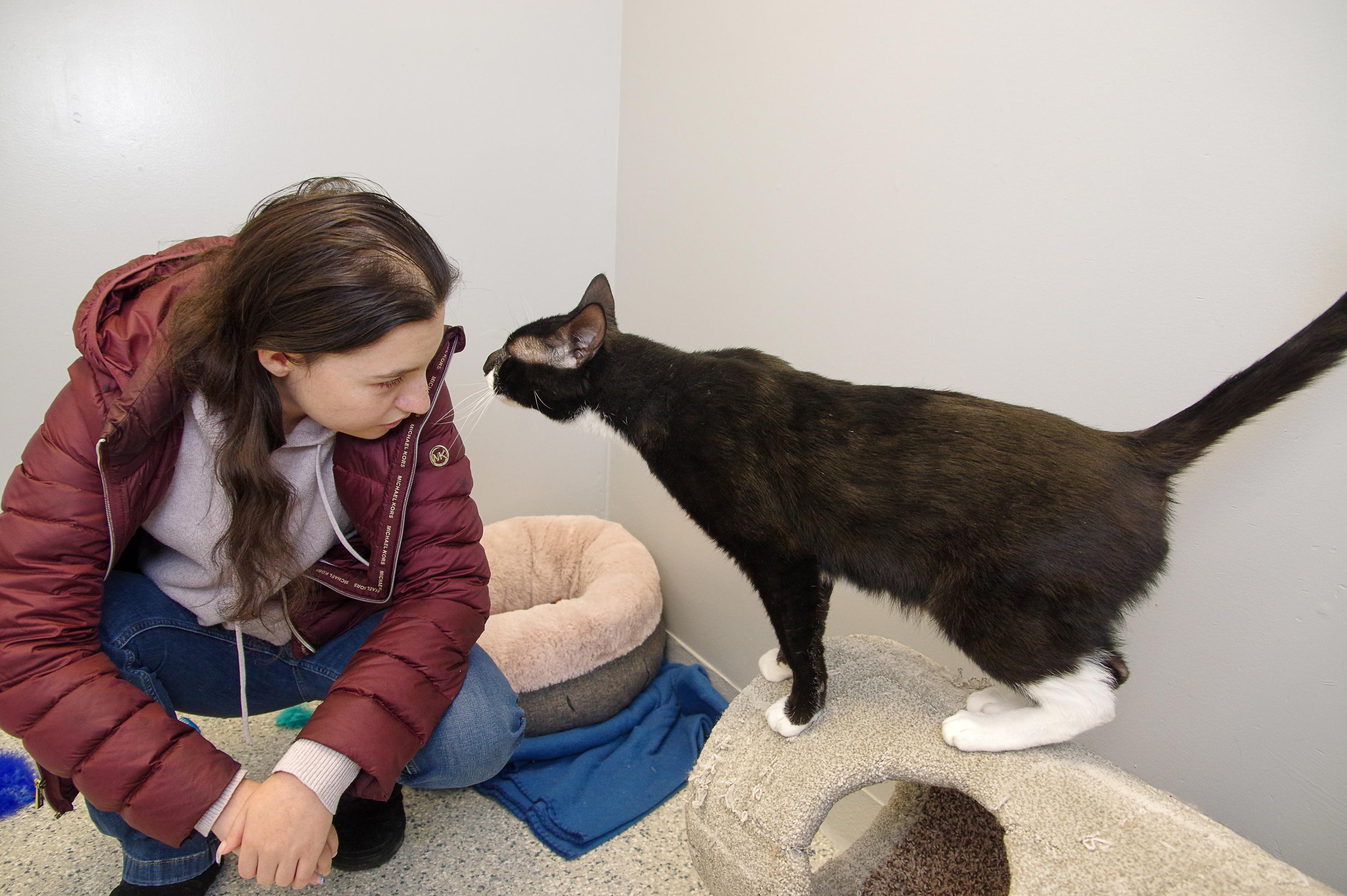 Enlarge Harley, a Adoptable Domestic Short Hair in Scituate, MA image 5/6