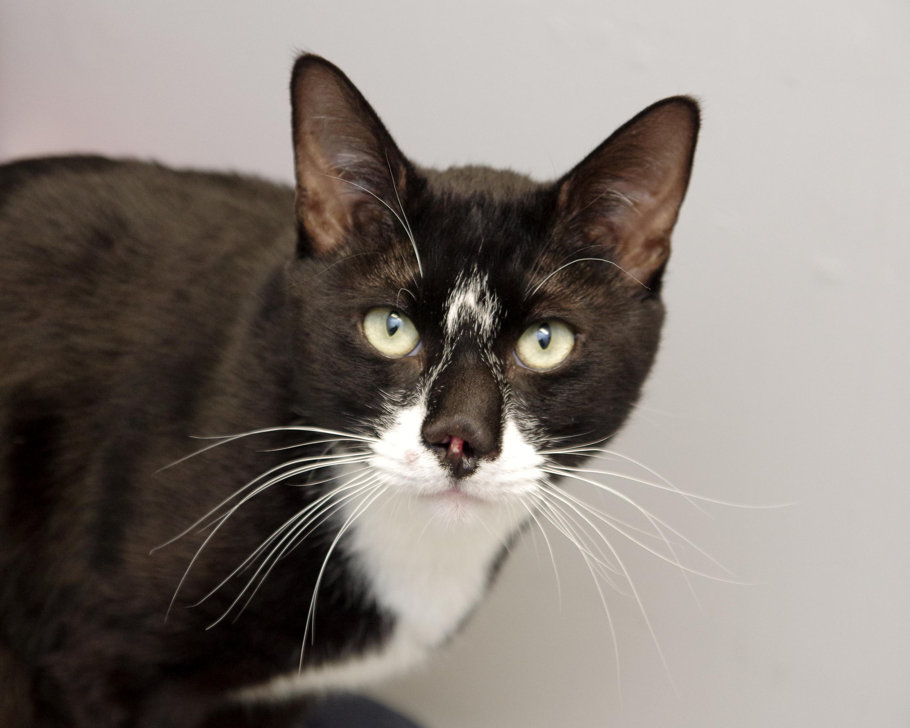 Enlarge Harley, a Adoptable Domestic Short Hair in Scituate, MA image 6/6