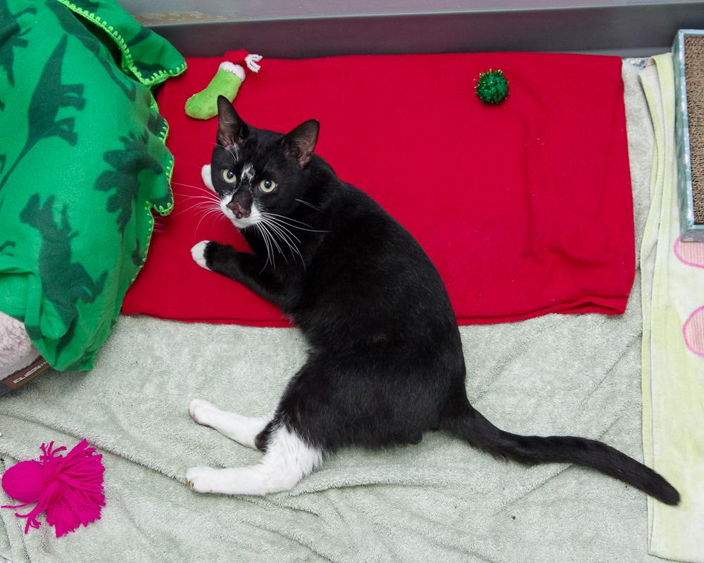 Enlarge Harley, a Adoptable Domestic Short Hair in Scituate, MA image 4/6