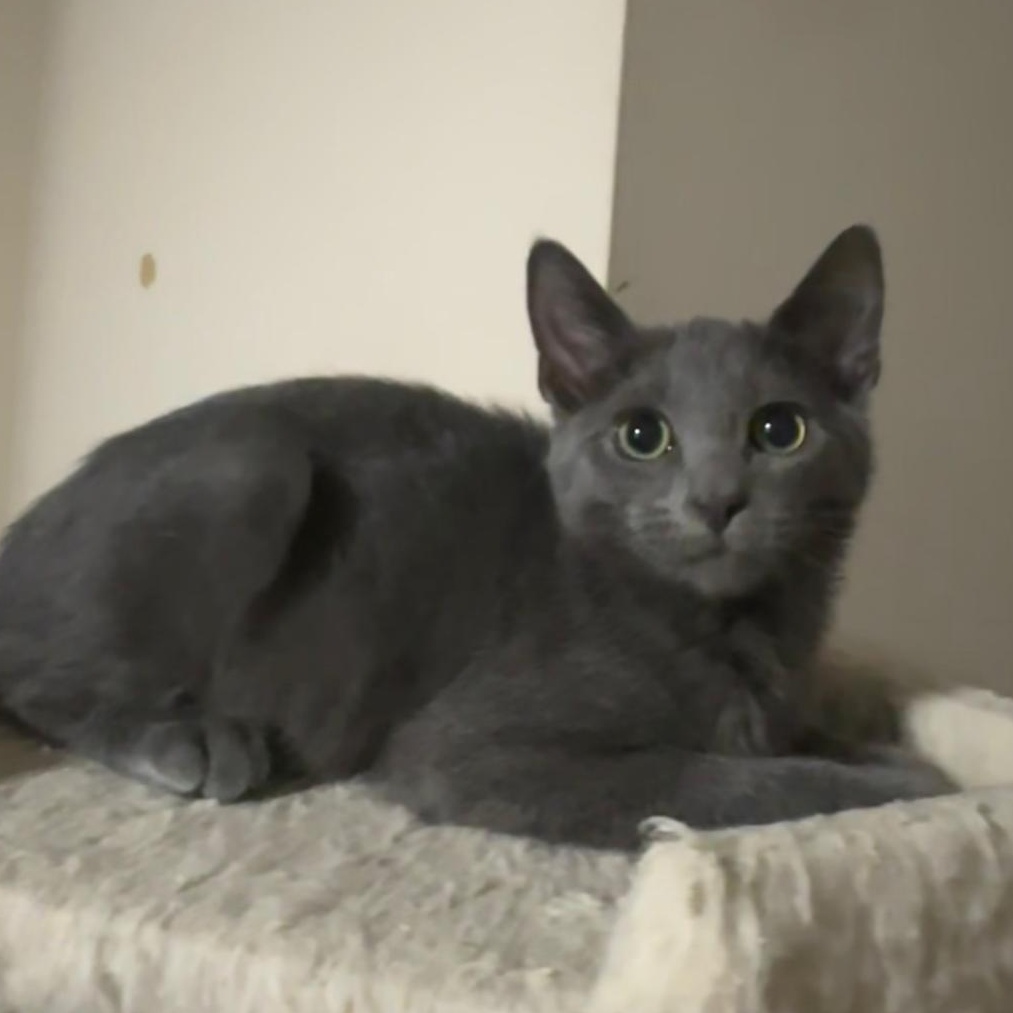 Nimbus, Adoptable, Kitten Male Domestic Short Hair.