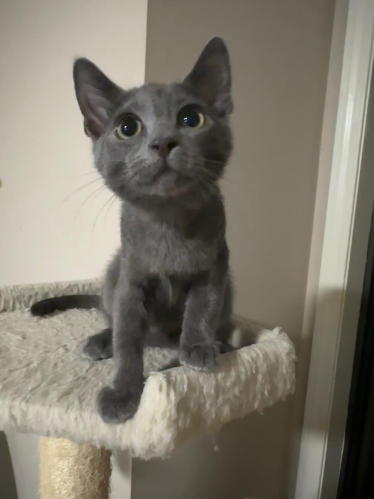 Enlarge Nimbus, a Adoptable Domestic Short Hair in Lawrenceville, GA image 2/5