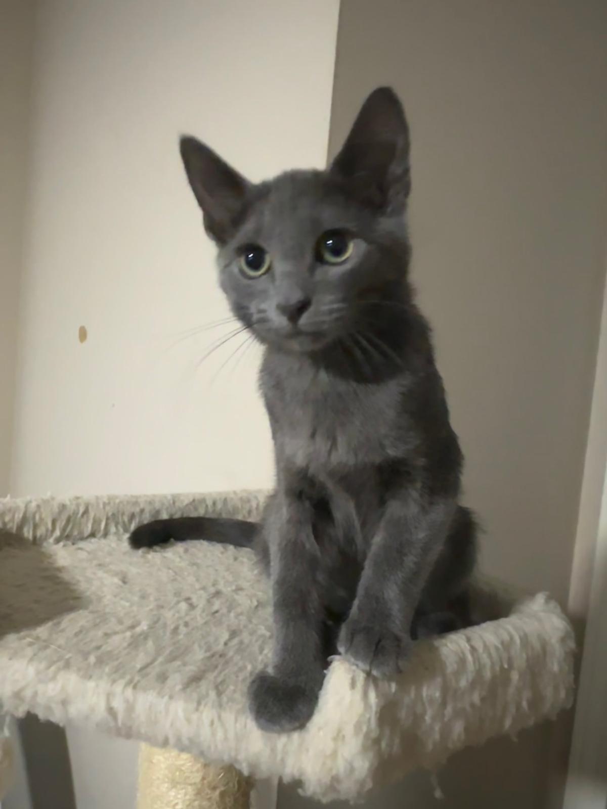 Enlarge Nimbus, a Adoptable Domestic Short Hair in Lawrenceville, GA image 3/5