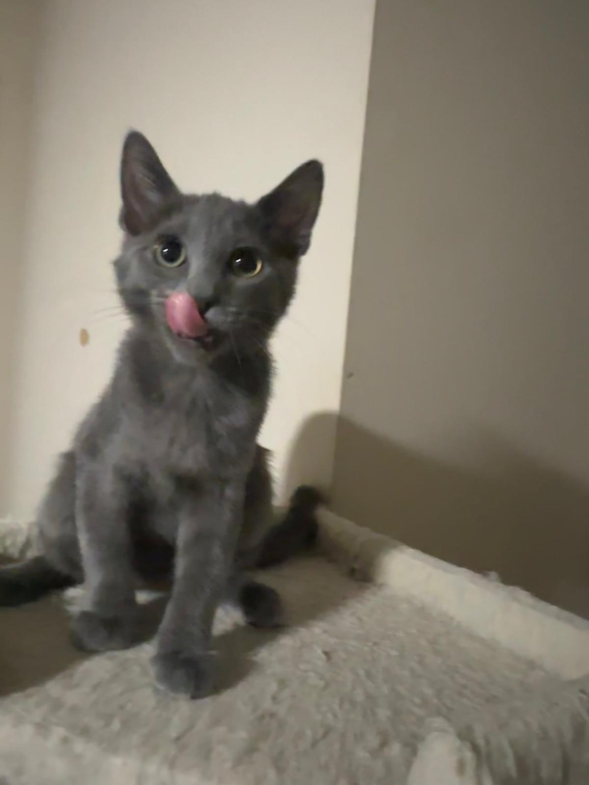 Enlarge Nimbus, a Adoptable Domestic Short Hair in Lawrenceville, GA image 4/5