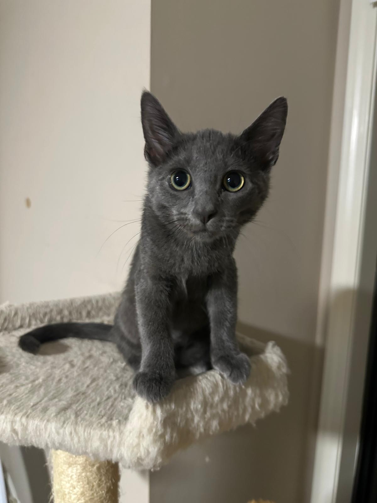 Enlarge Nimbus, a Adoptable Domestic Short Hair in Lawrenceville, GA image 5/5