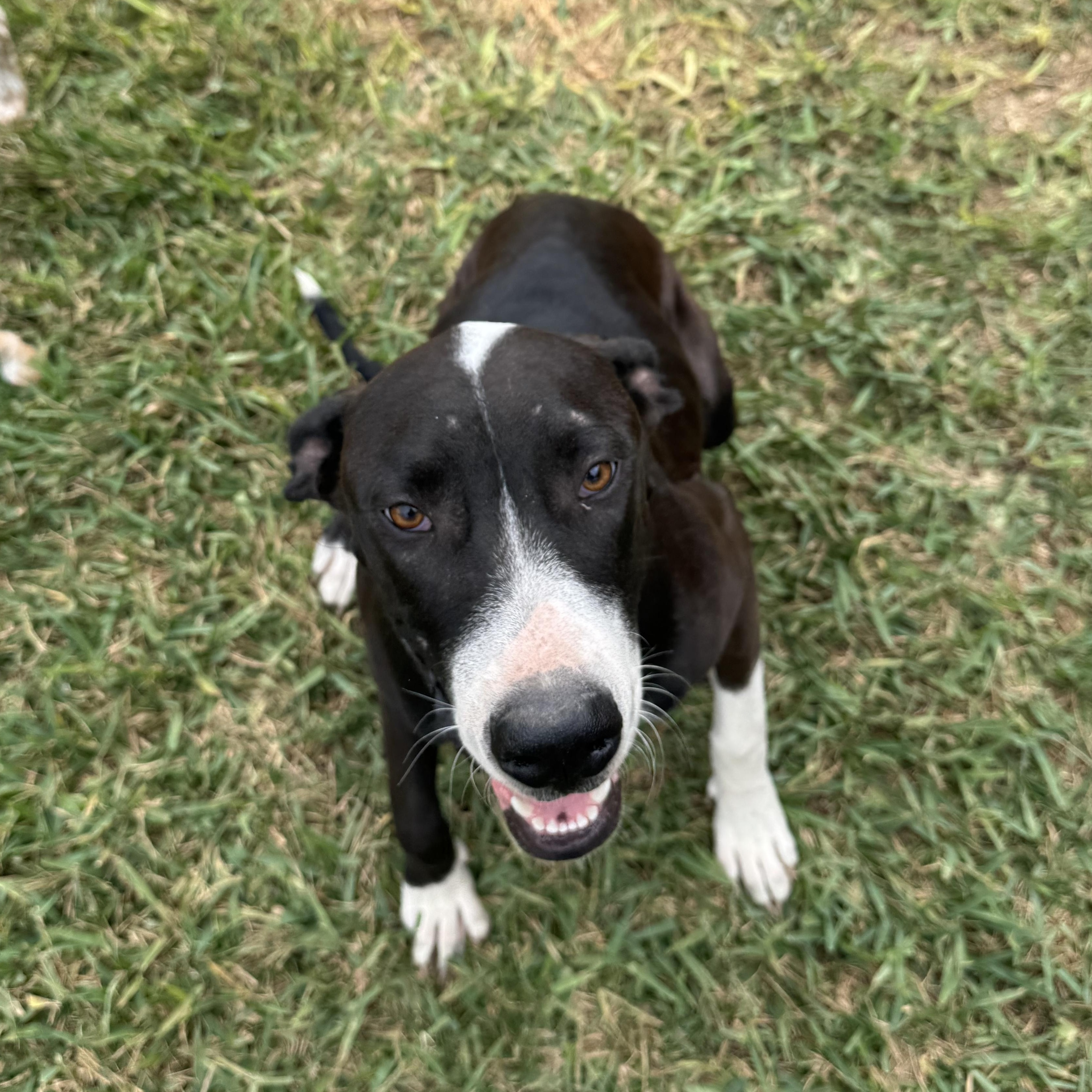 Enlarge DARLA, a Adoptable mixed breed in Eau Claire , WI image 3/5