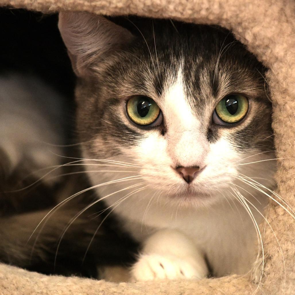 Nanaimo, a Adoptable Domestic Short Hair in Chilliwack, BC image 1/2