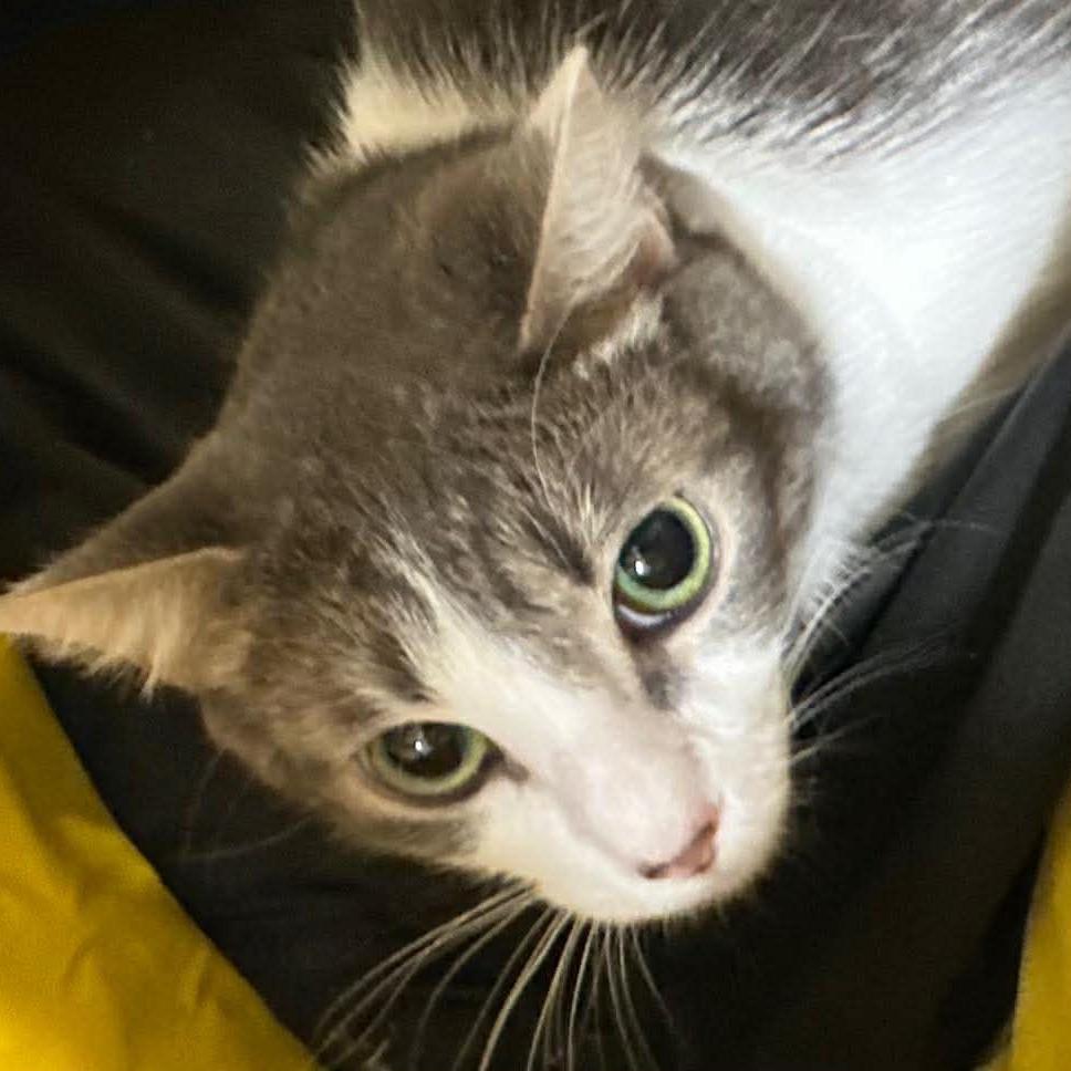 Nanaimo, a Adoptable Domestic Short Hair in Chilliwack, BC image 2/2