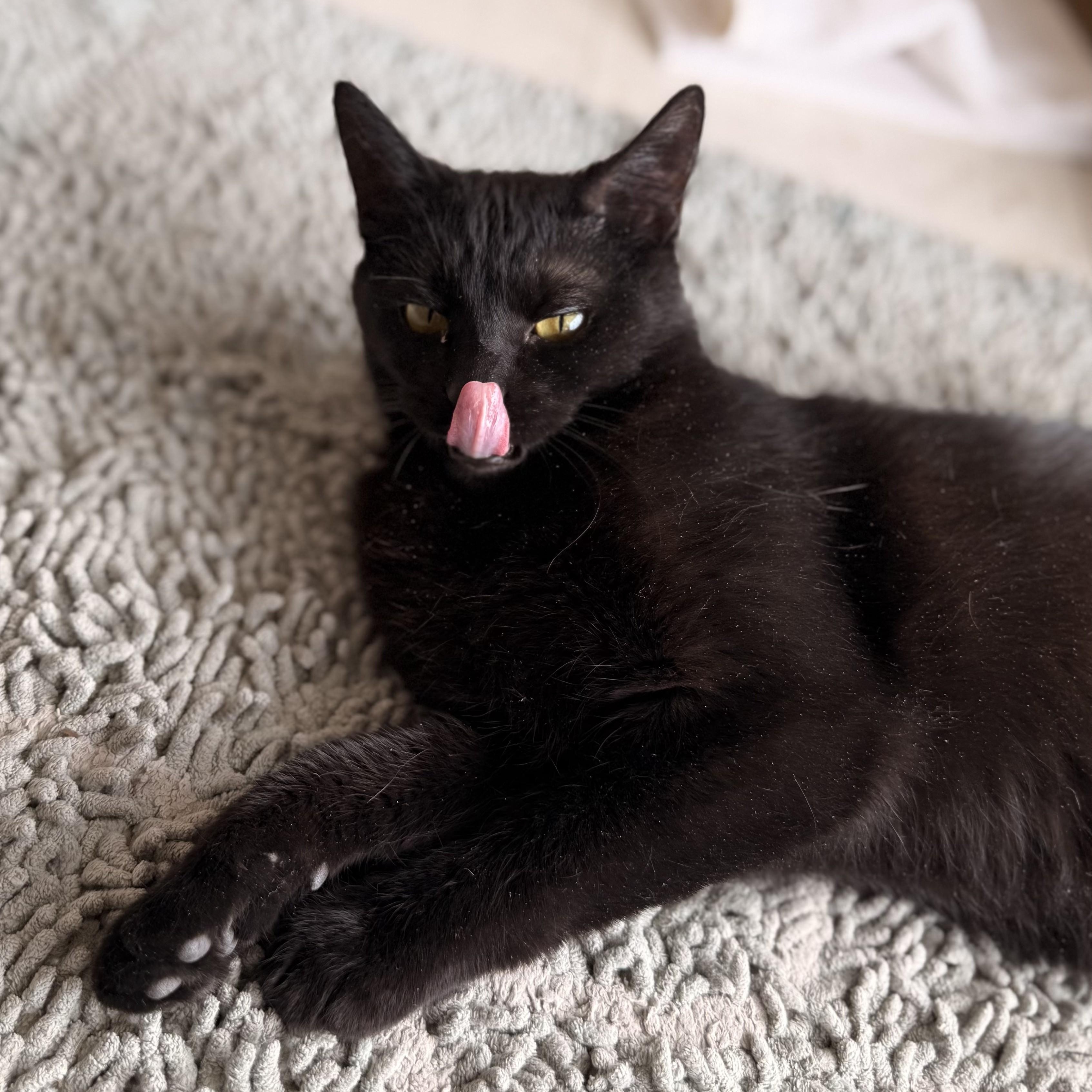 Morticia, a ADOPTABLE Domestic Short Hair in St. Louis, MO image 1/5