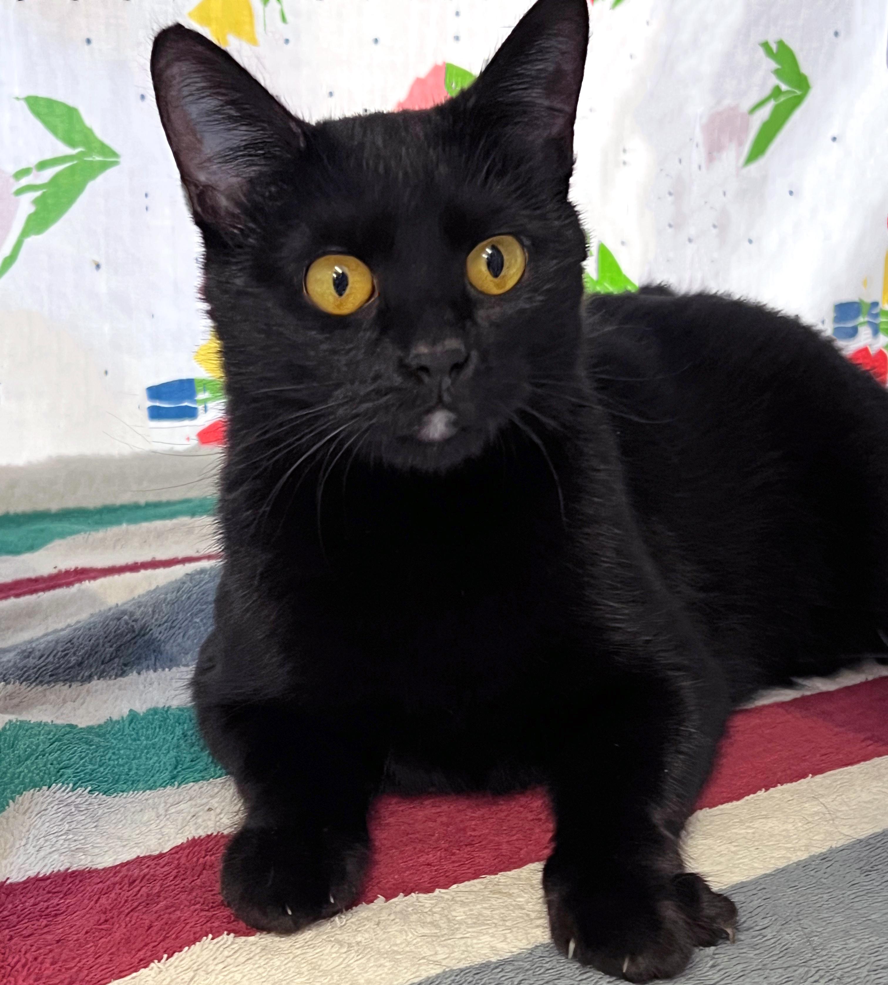 Morticia, ADOPTABLE, Young Female Domestic Short Hair.