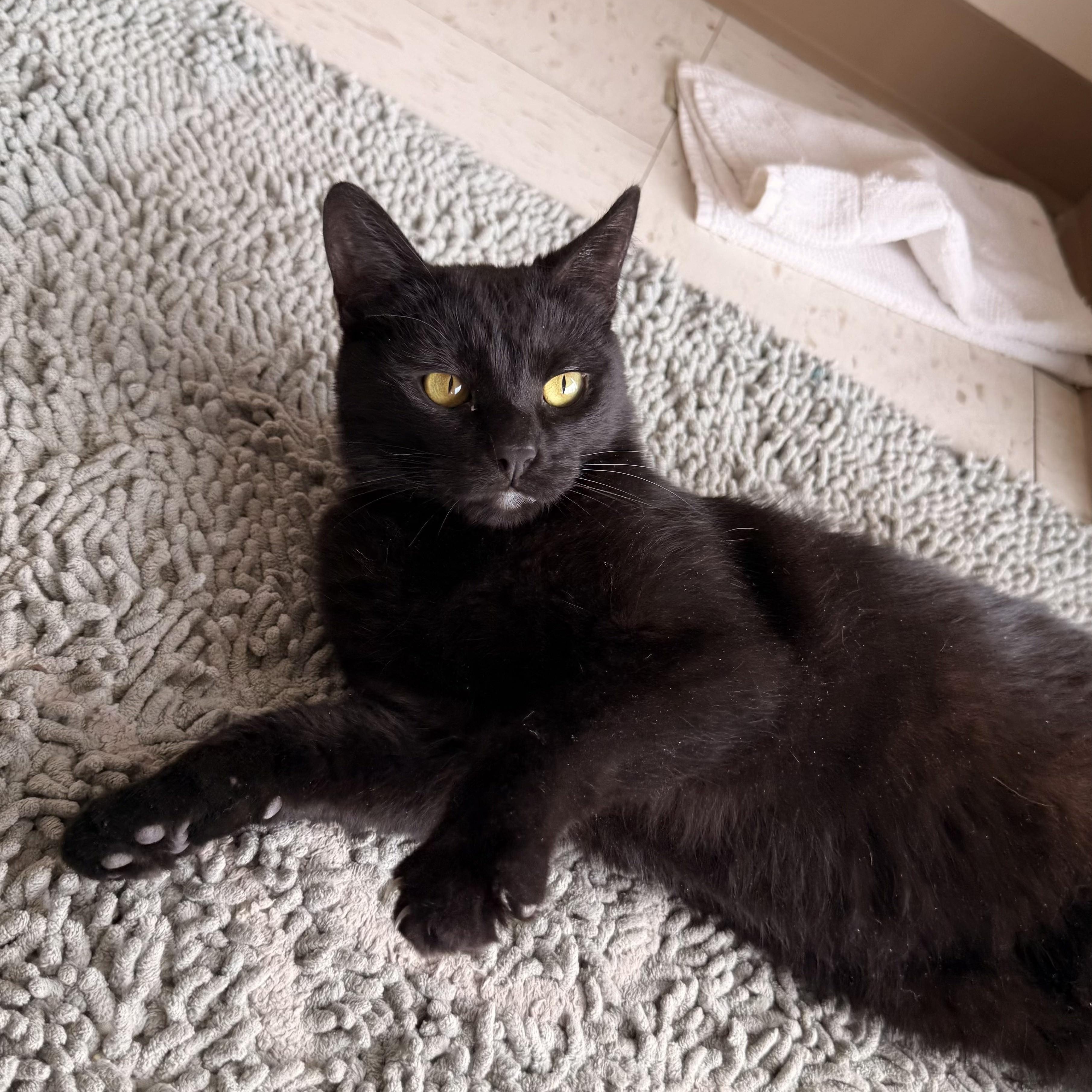 Morticia, a ADOPTABLE Domestic Short Hair in St. Louis, MO image 4/5