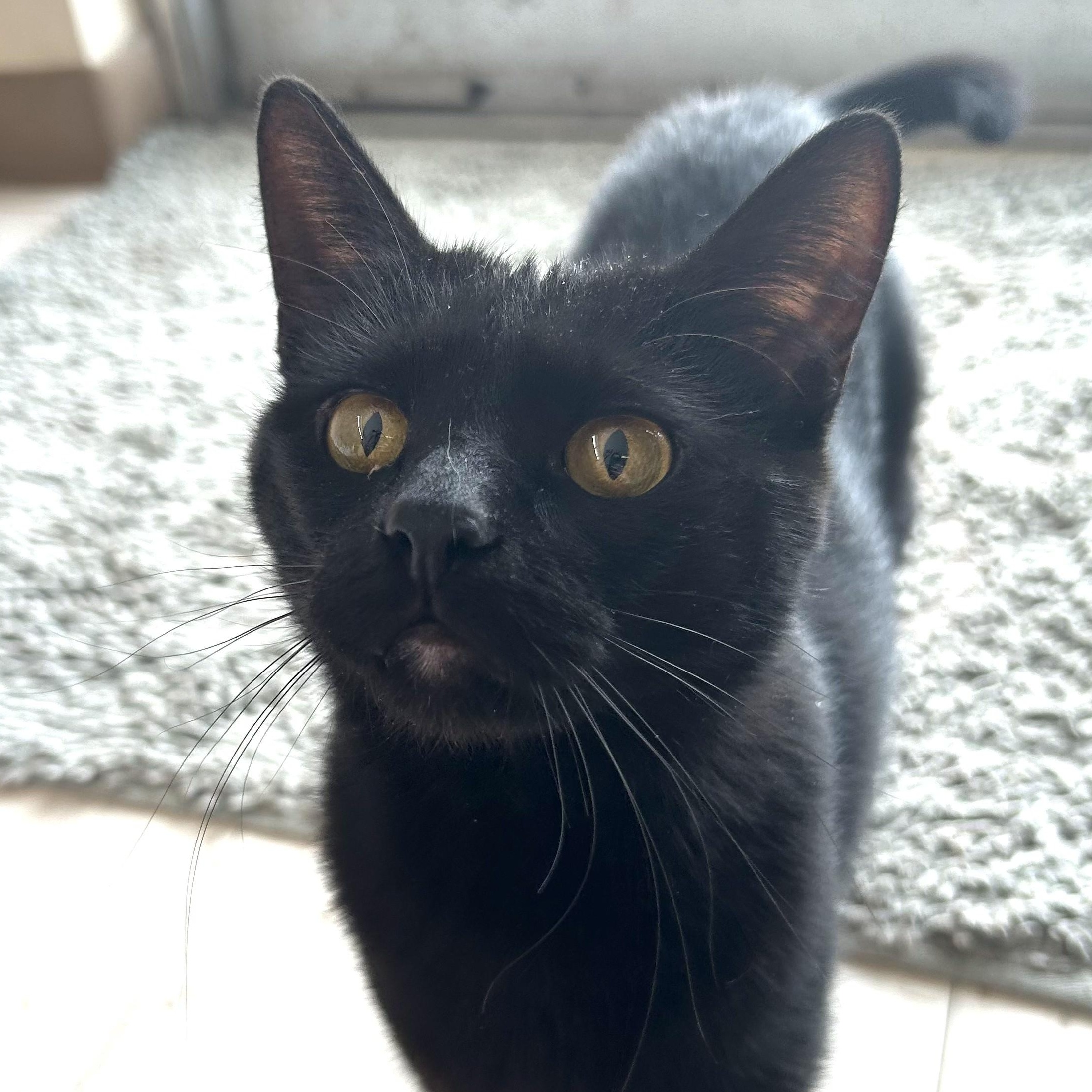 Enlarge Morticia, a ADOPTABLE Domestic Short Hair in St. Louis, MO image 2/4