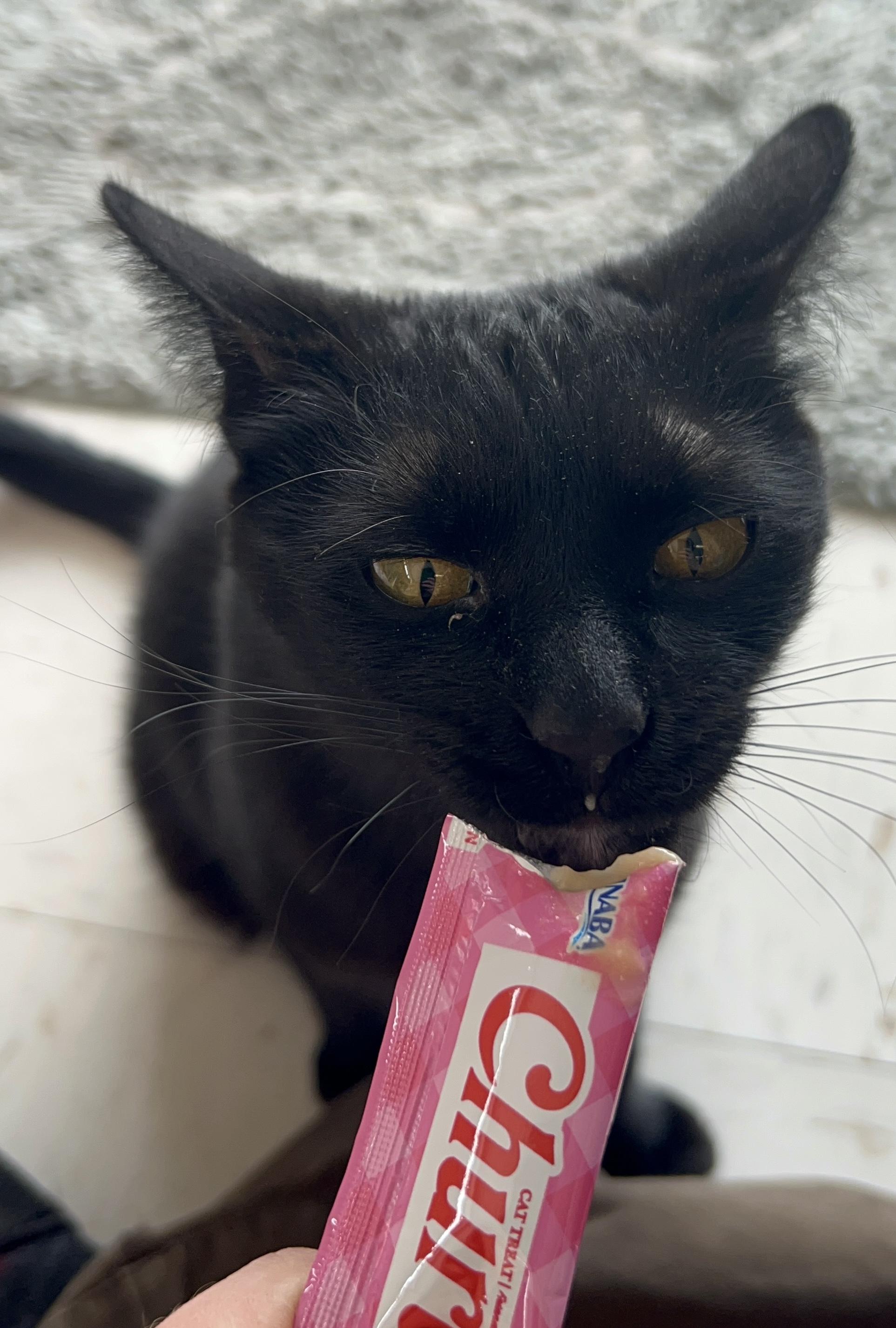 Enlarge Morticia, a ADOPTABLE Domestic Short Hair in St. Louis, MO image 3/4