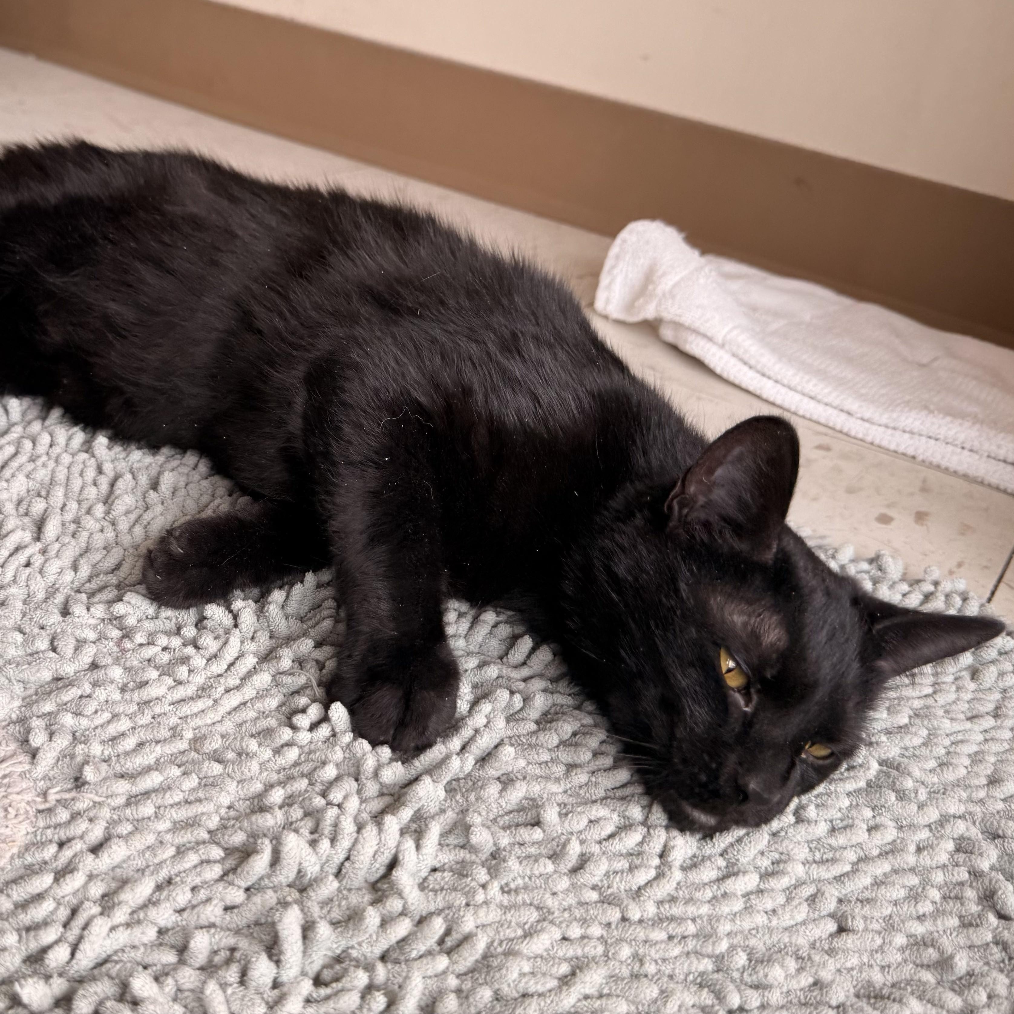 Morticia, a ADOPTABLE Domestic Short Hair in St. Louis, MO image 3/5
