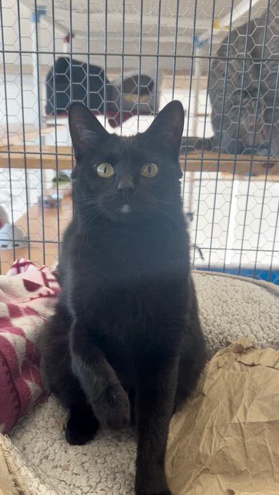 Enlarge Morticia, a ADOPTABLE Domestic Short Hair in St. Louis, MO video 4/4