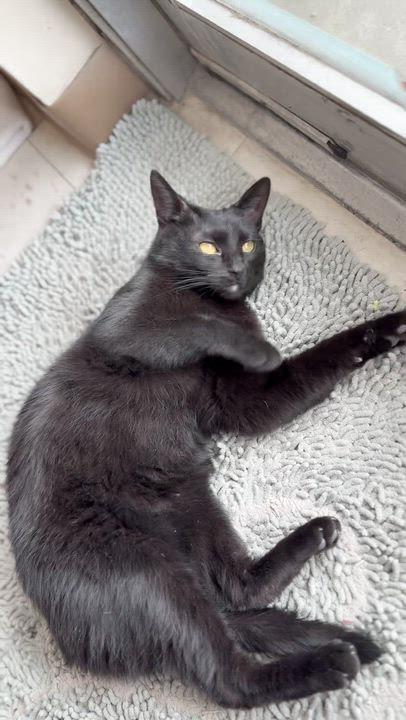 Enlarge Morticia, a ADOPTABLE Domestic Short Hair in St. Louis, MO video 5/5