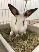 Enlarge Blaze, a ADOPTABLE Bunny Rabbit in Hilliard, OH image 2/2