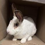 Enlarge Blaze, a ADOPTABLE Bunny Rabbit in Hilliard, OH image 1/2