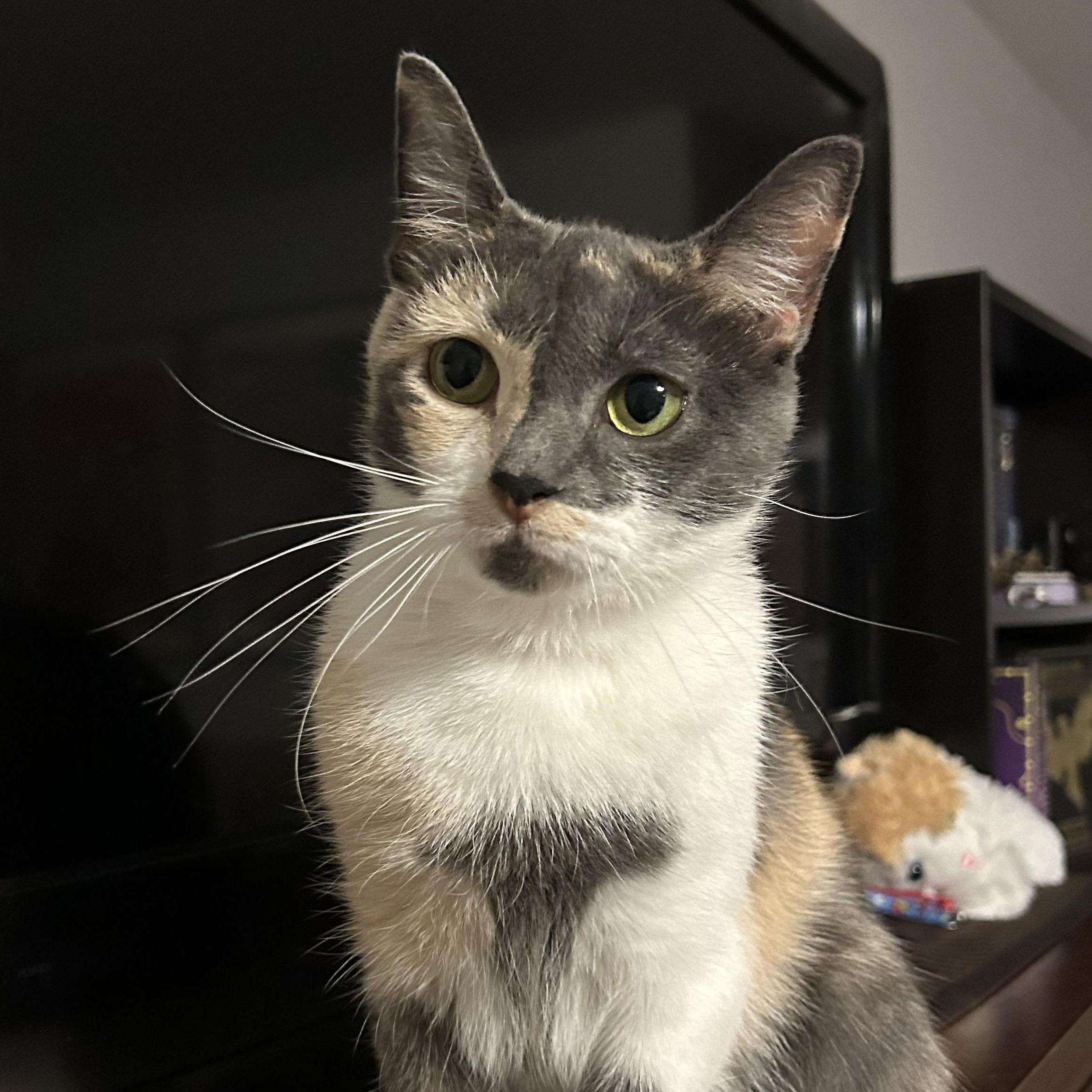 Bacon, ADOPTABLE, Adult Female Domestic Short Hair.