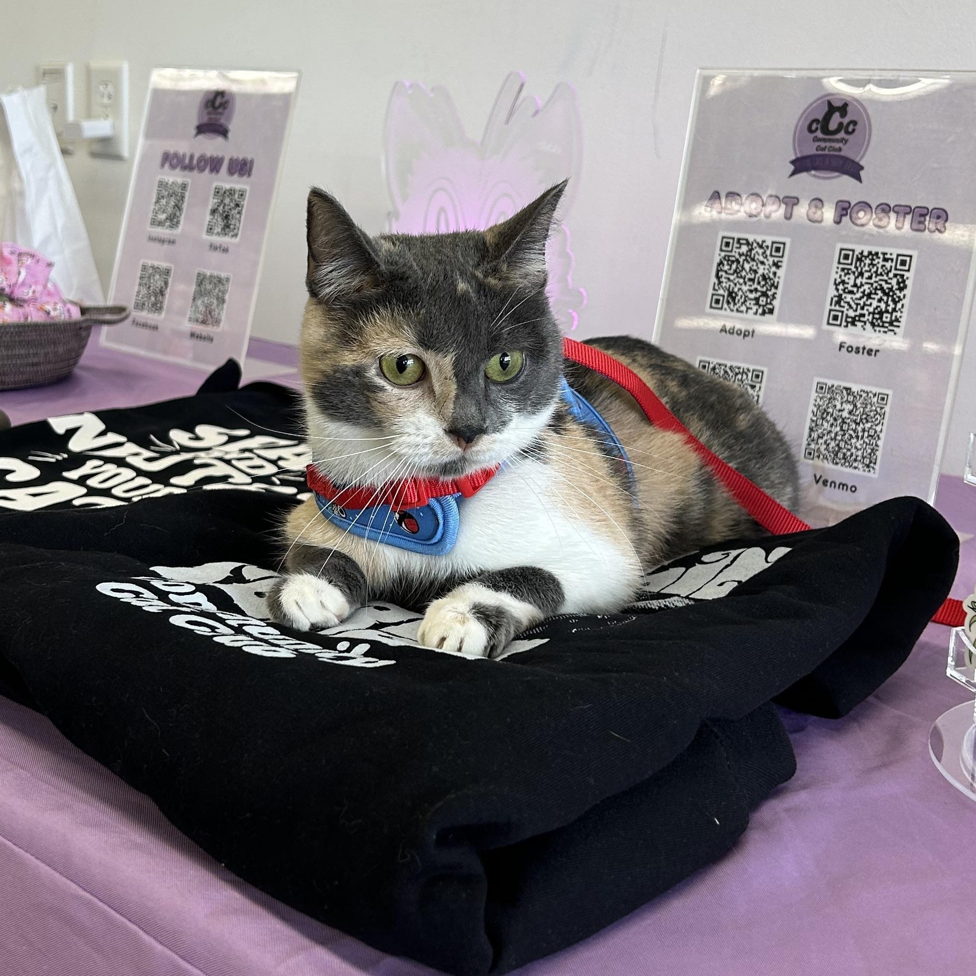 Enlarge Bacon, a ADOPTABLE Domestic Short Hair in Bellmawr, NJ image 2/4