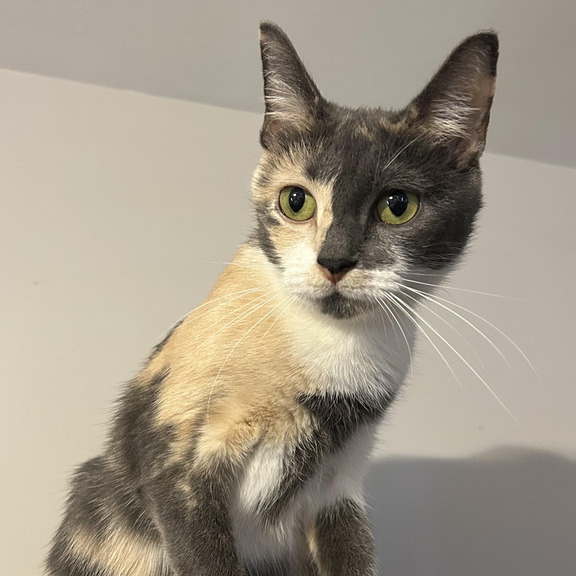 Enlarge Bacon, a ADOPTABLE Domestic Short Hair in Bellmawr, NJ image 3/4