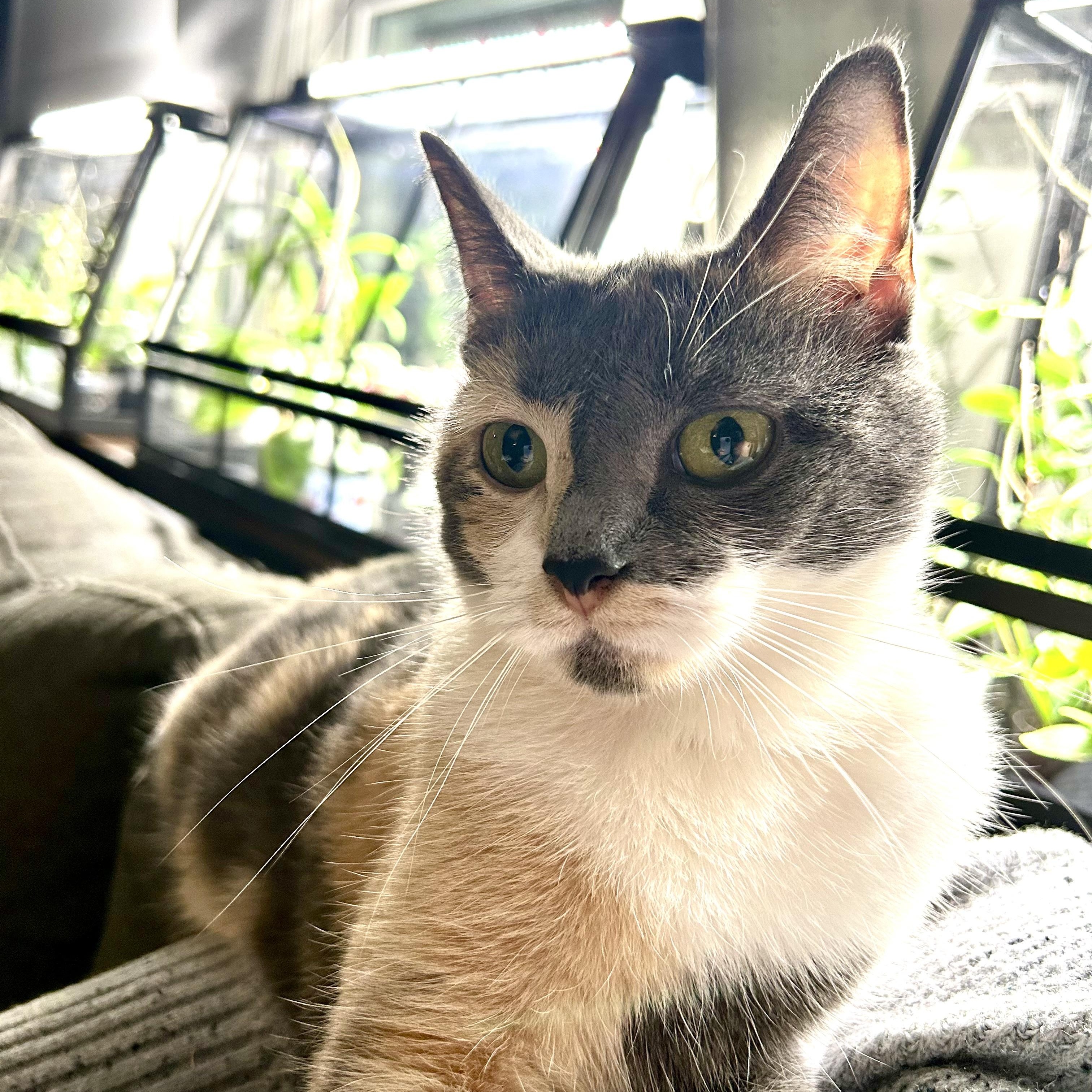 Enlarge Bacon, a ADOPTABLE Domestic Short Hair in Bellmawr, NJ image 4/4