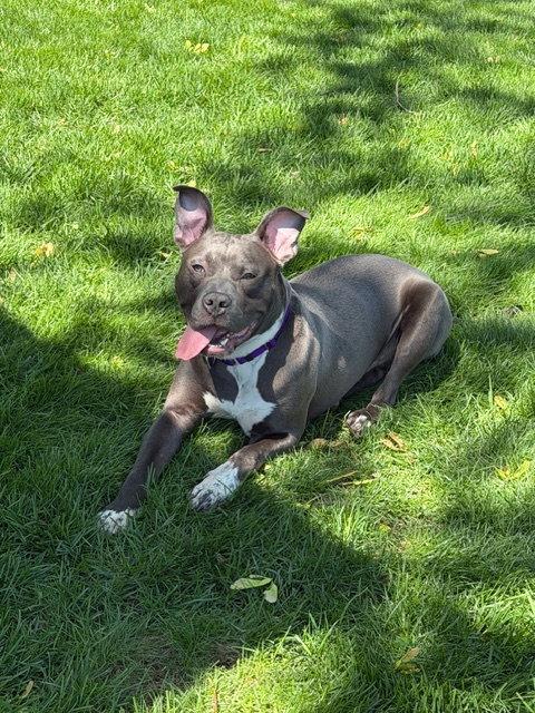 Tarzan, Adoptable, Young Male Pit Bull Terrier.