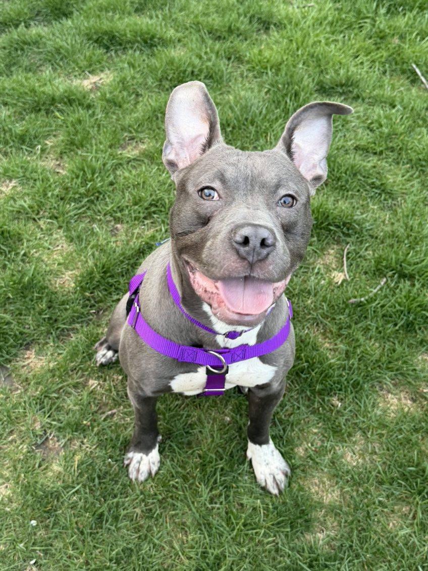 Enlarge Tarzan, a Adoptable Pit Bull Terrier in Crete, IL image 2/3