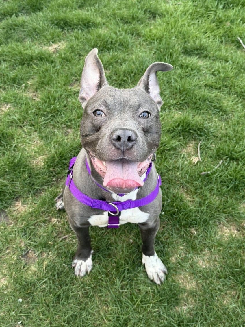 Enlarge Tarzan, a Adoptable Pit Bull Terrier in Crete, IL image 3/3
