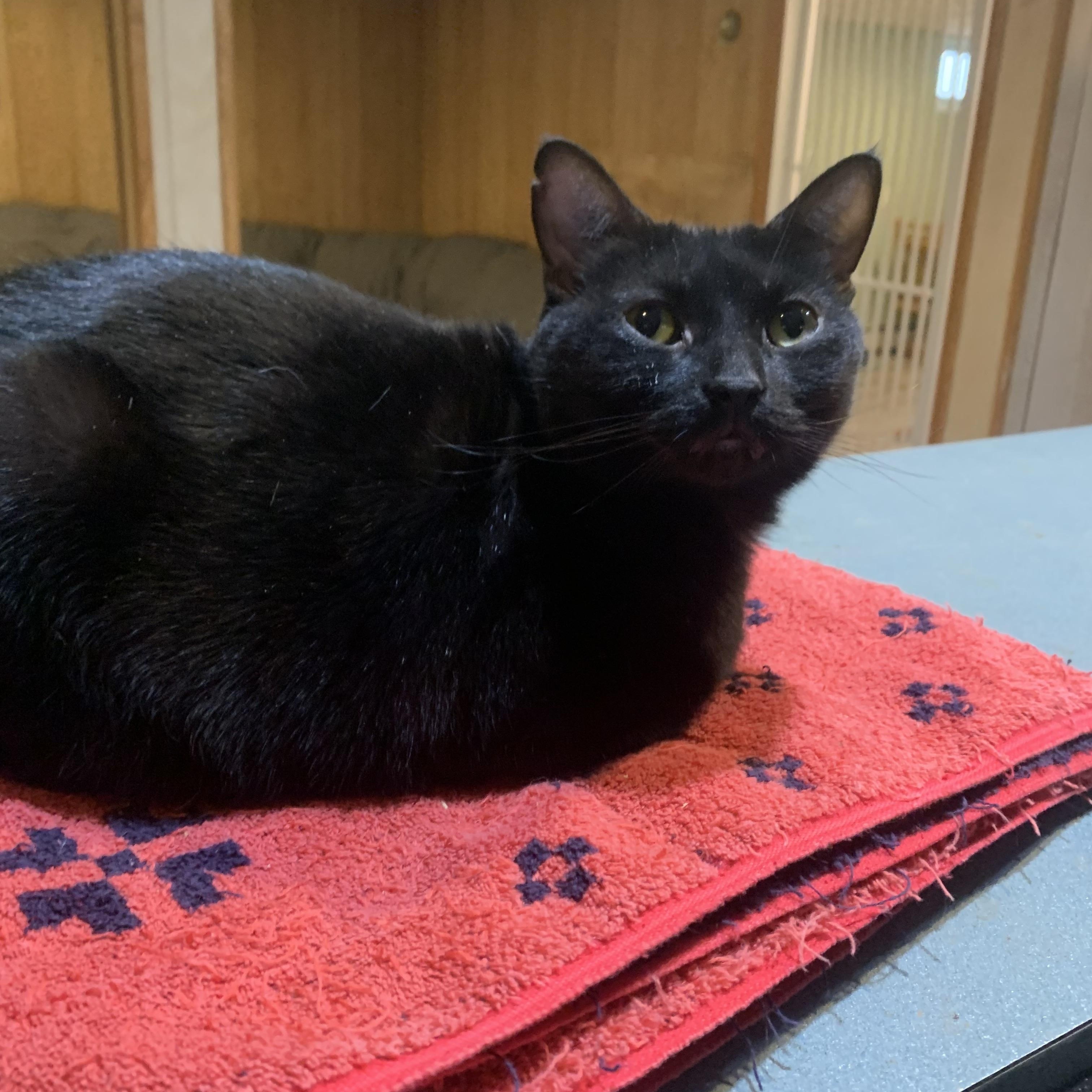 Maxie, Adoptable, Adult Female Domestic Short Hair.