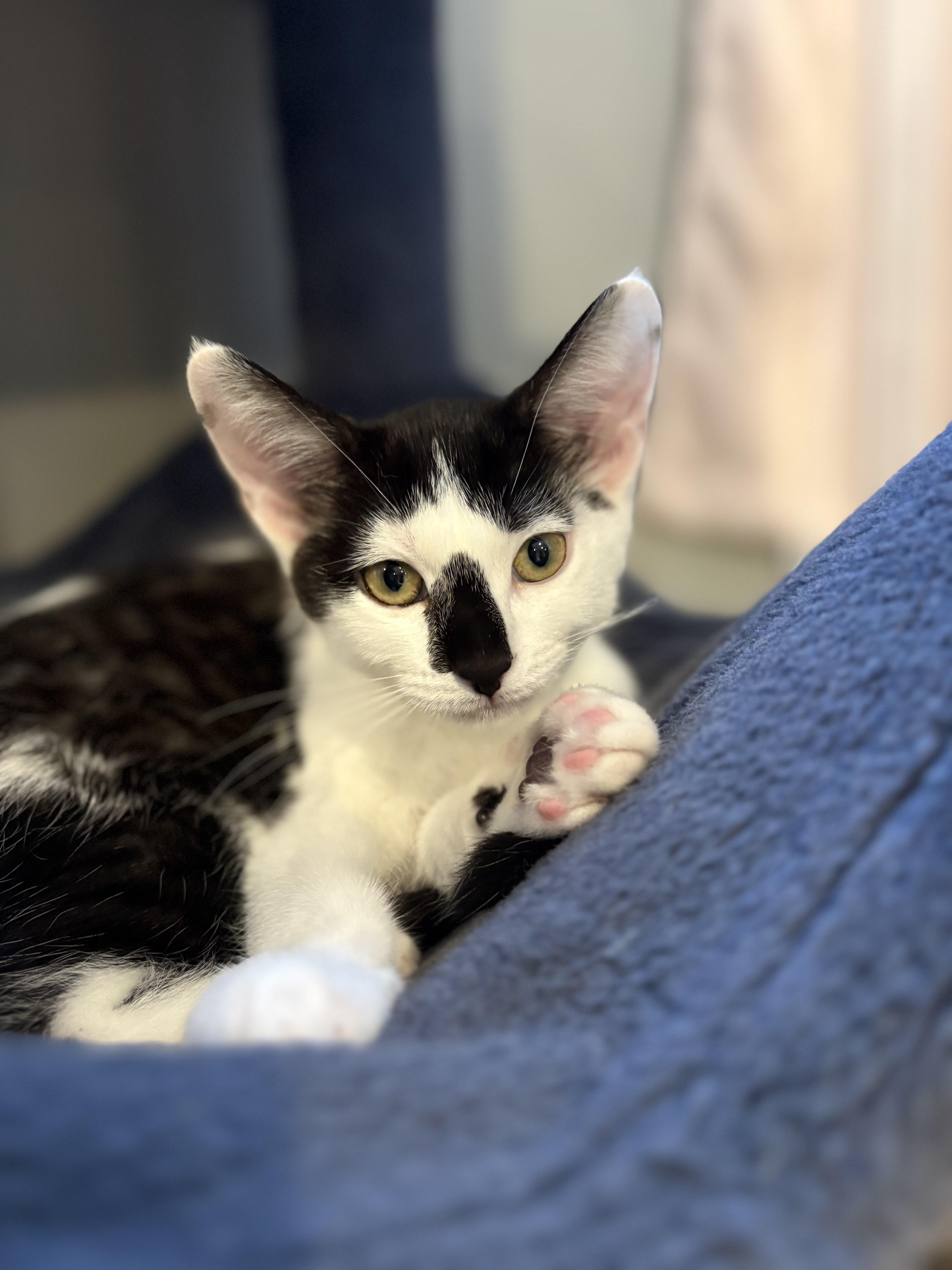 The 6 Z's, a Adoptable Domestic Short Hair in Saint Francis, MN image 3/6
