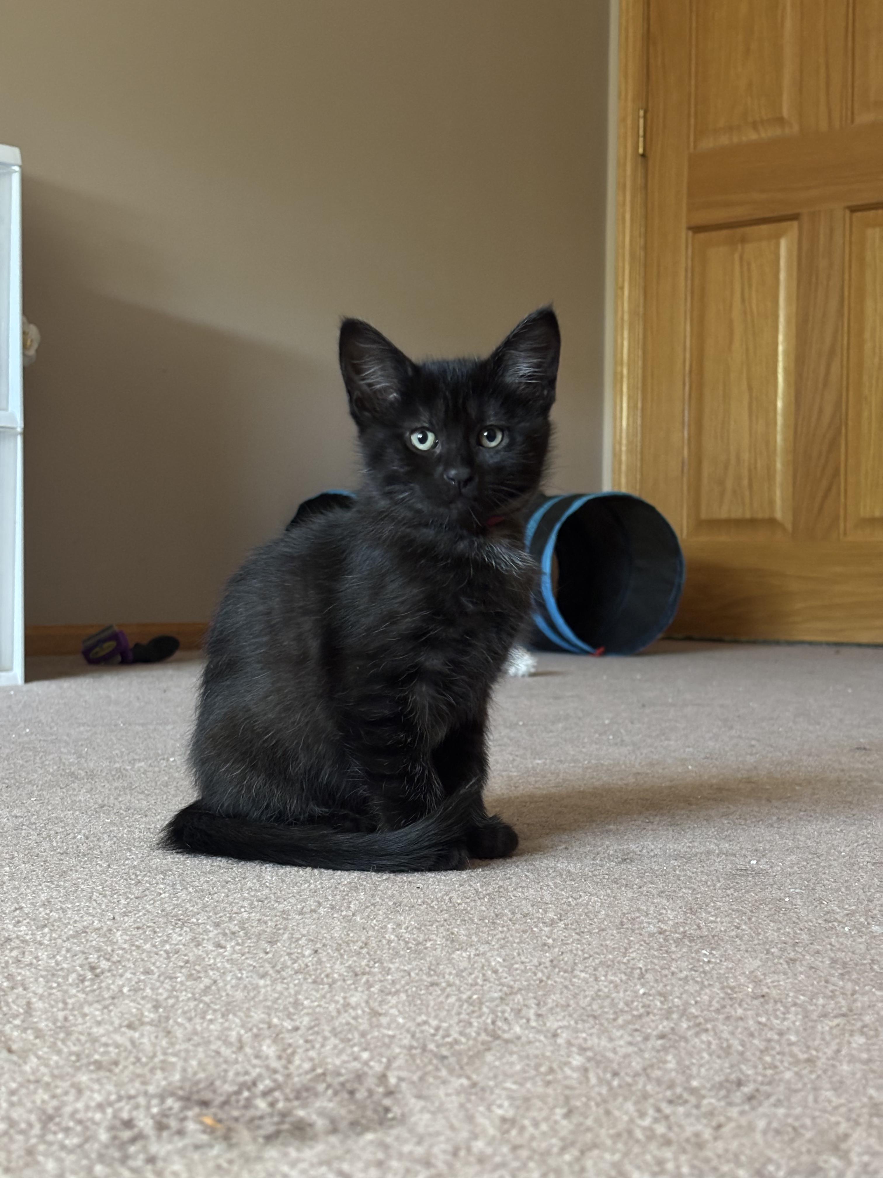 The 6 Z's, a Adoptable Domestic Short Hair in Saint Francis, MN image 5/6