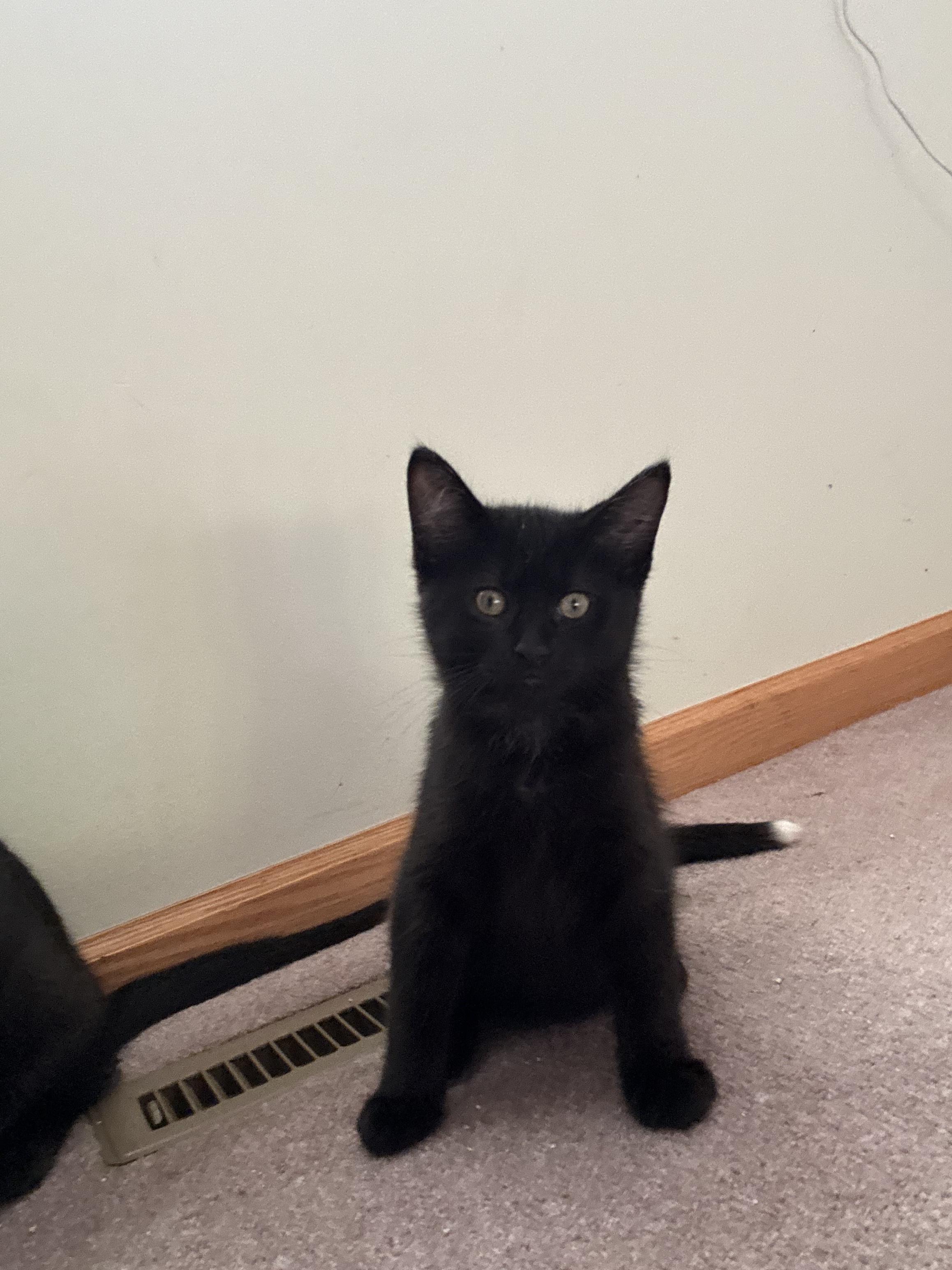 Enlarge Zeke and Zara, a Adoptable Domestic Short Hair in Saint Francis, MN image 2/4
