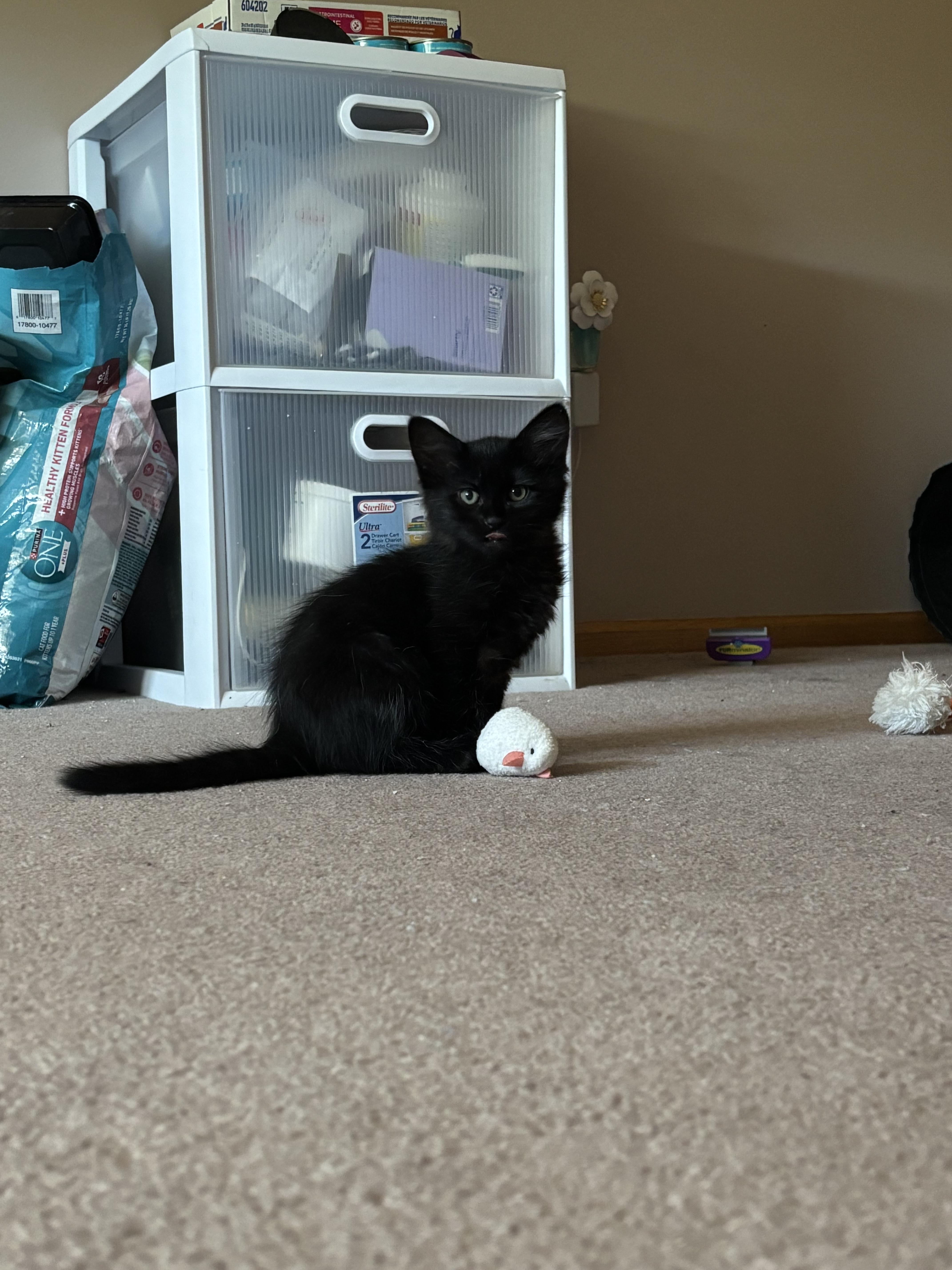 The 6 Z's, a Adoptable Domestic Short Hair in Saint Francis, MN image 6/6