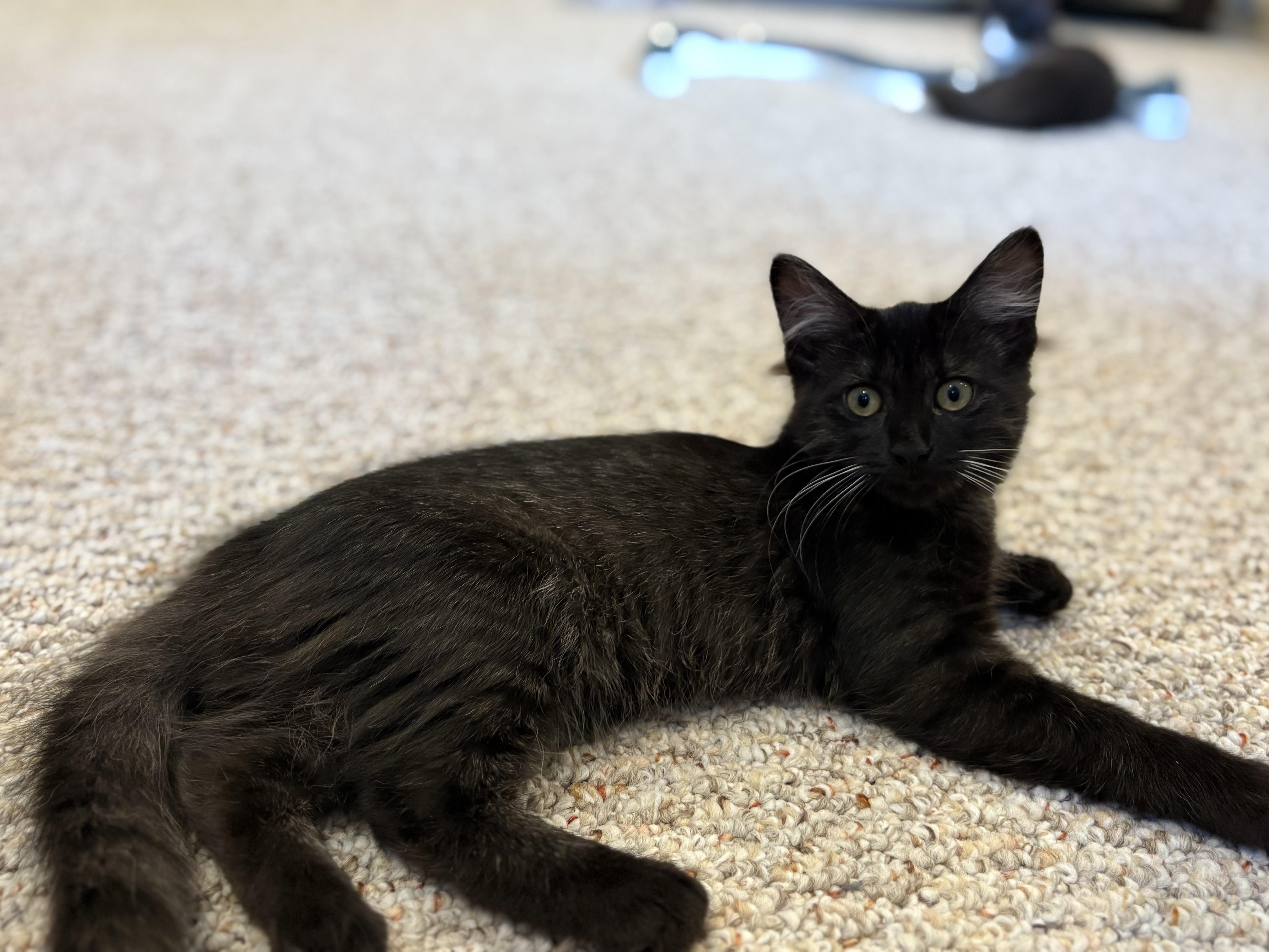 The 6 Z's, a Adoptable Domestic Short Hair in Saint Francis, MN image 4/6