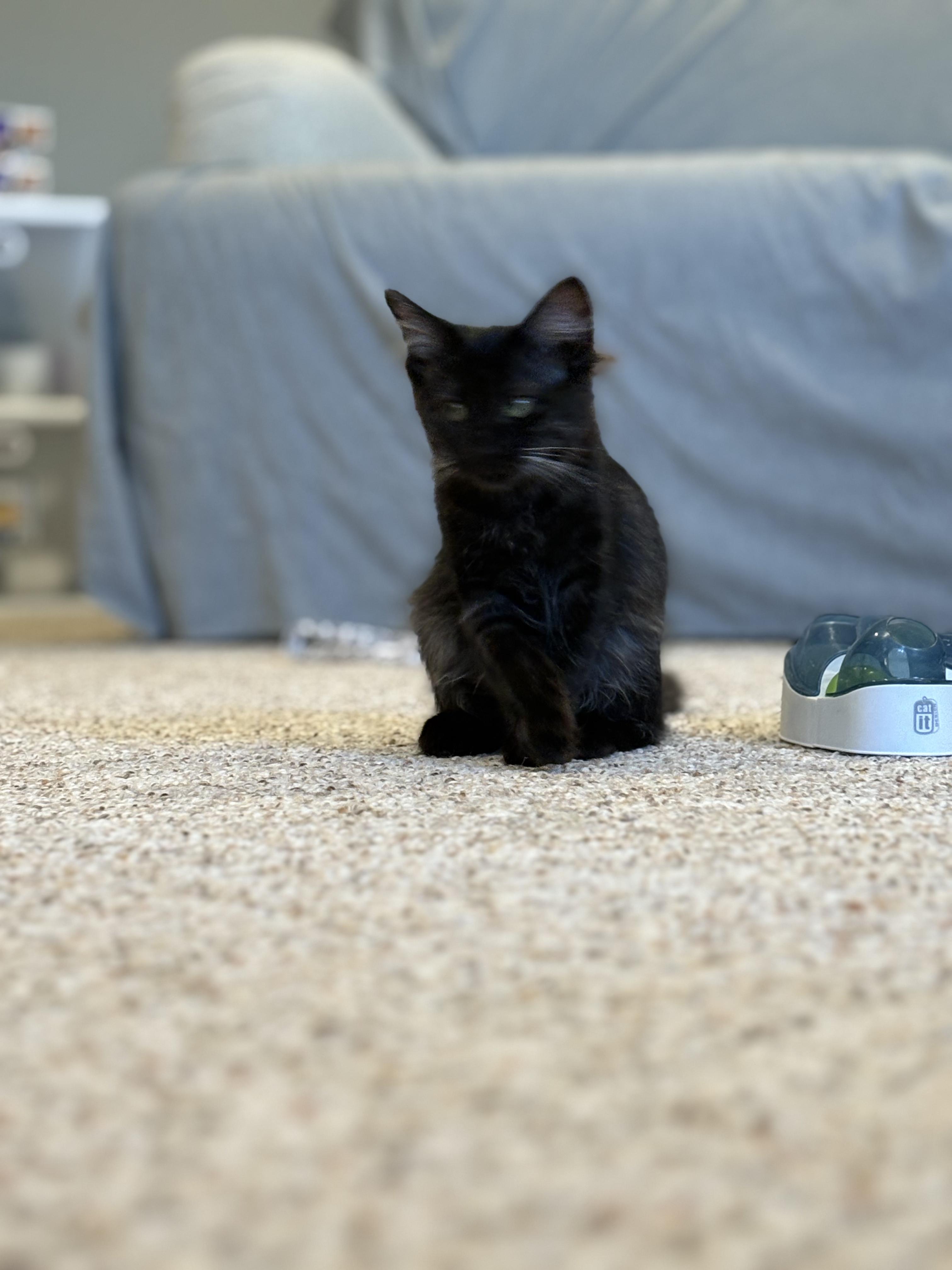 The 6 Z's, a Adoptable Domestic Short Hair in Saint Francis, MN image 2/6